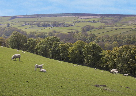 Sheep Grazing above Hardcastle Crags