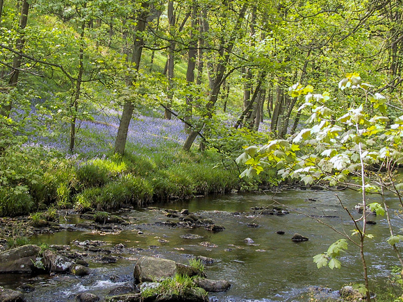 Bluebells in Hardcastle Crags (May)