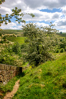 Hawthorne on the Bronte Way