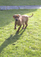 Polly - Rhodesian Ridgeback