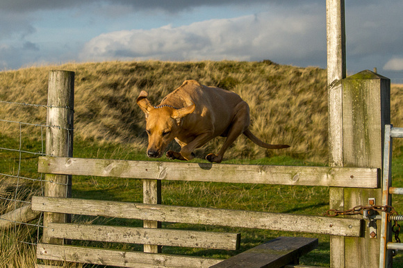 Polly clearing a stile.