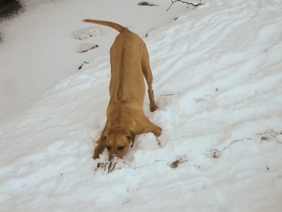 Fun in the Snow