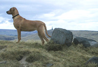 Polly on the Moor