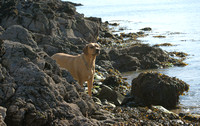 Polly at Solva