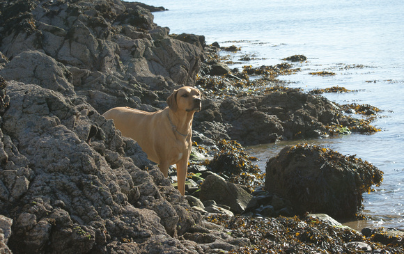 Polly at Solva