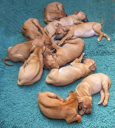 The Polly Puppy Pile